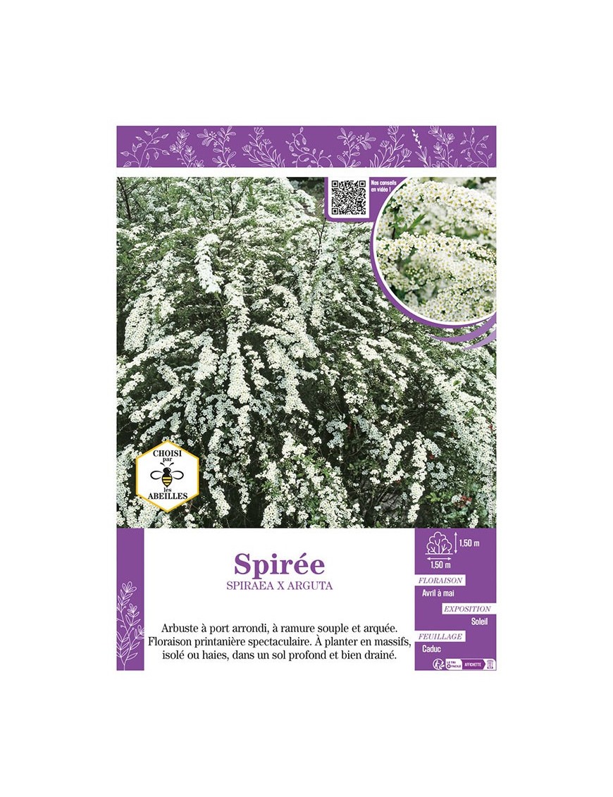 SPIRAEA X ARGUTA voir SPIRÉE