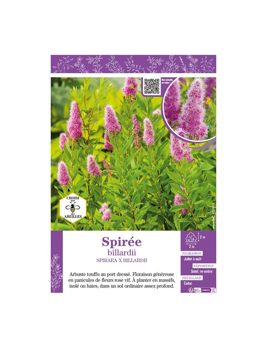 SPIRAEA X BILLIARDII voir SPIRÉE