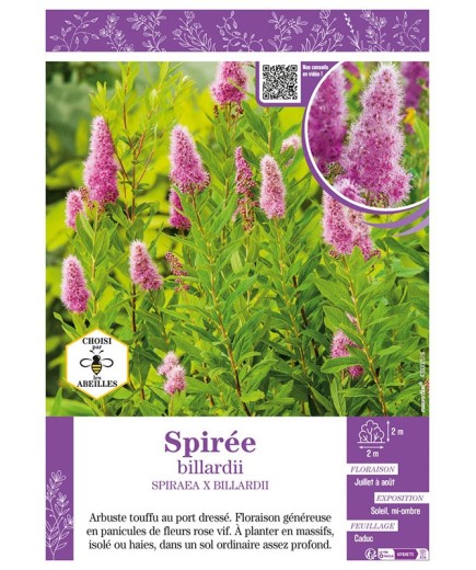 SPIRAEA X BILLIARDII voir SPIRÉE