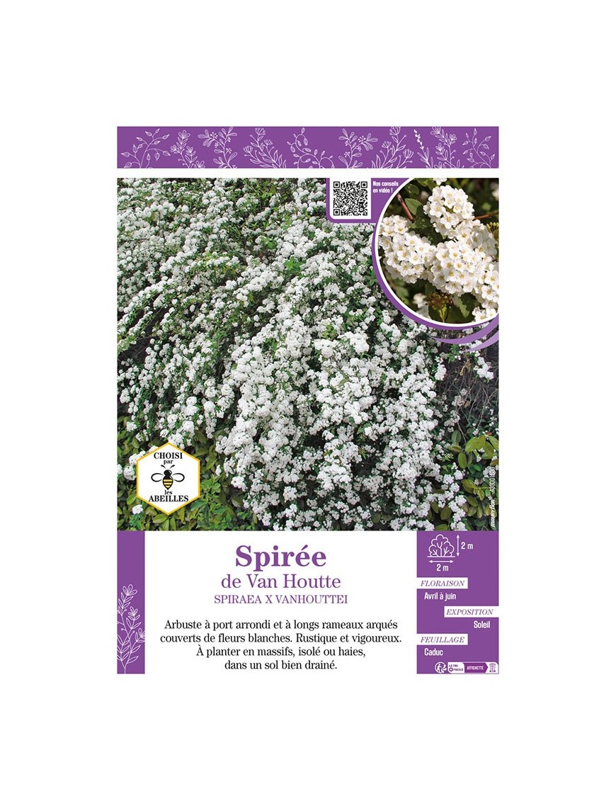SPIRAEA X VANHOUTTEI voir SPIRÉE de Van Houtte