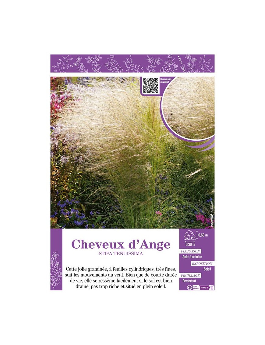 STIPA TENUISSIMA voir CHEVEUX D'ANGES