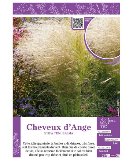STIPA TENUISSIMA voir CHEVEUX D'ANGES