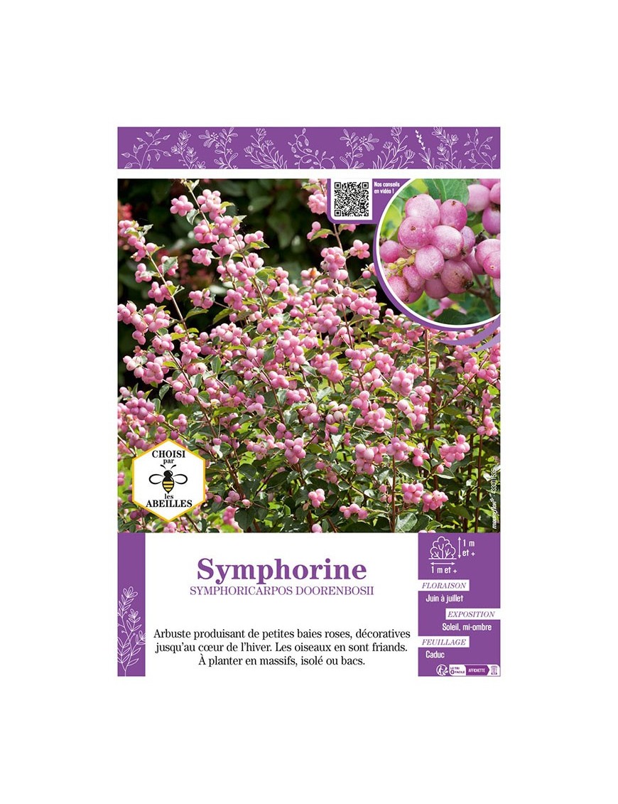 SYMPHORICARPOS DOORENBOSII voir SYMPHORINE (rose)
