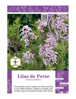 SYRINGA PERSICA voir LILAS DE PERSE