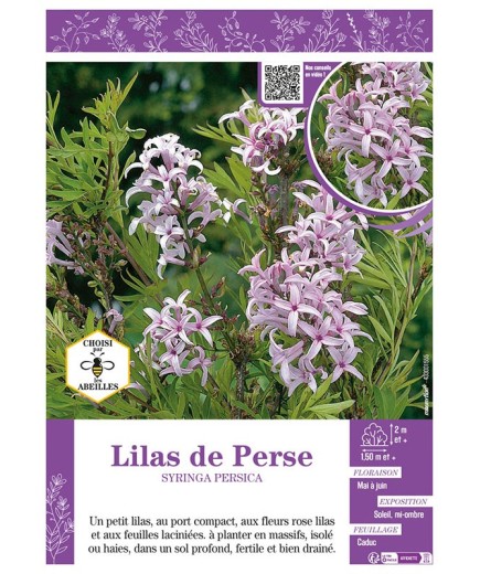 SYRINGA PERSICA voir LILAS DE PERSE