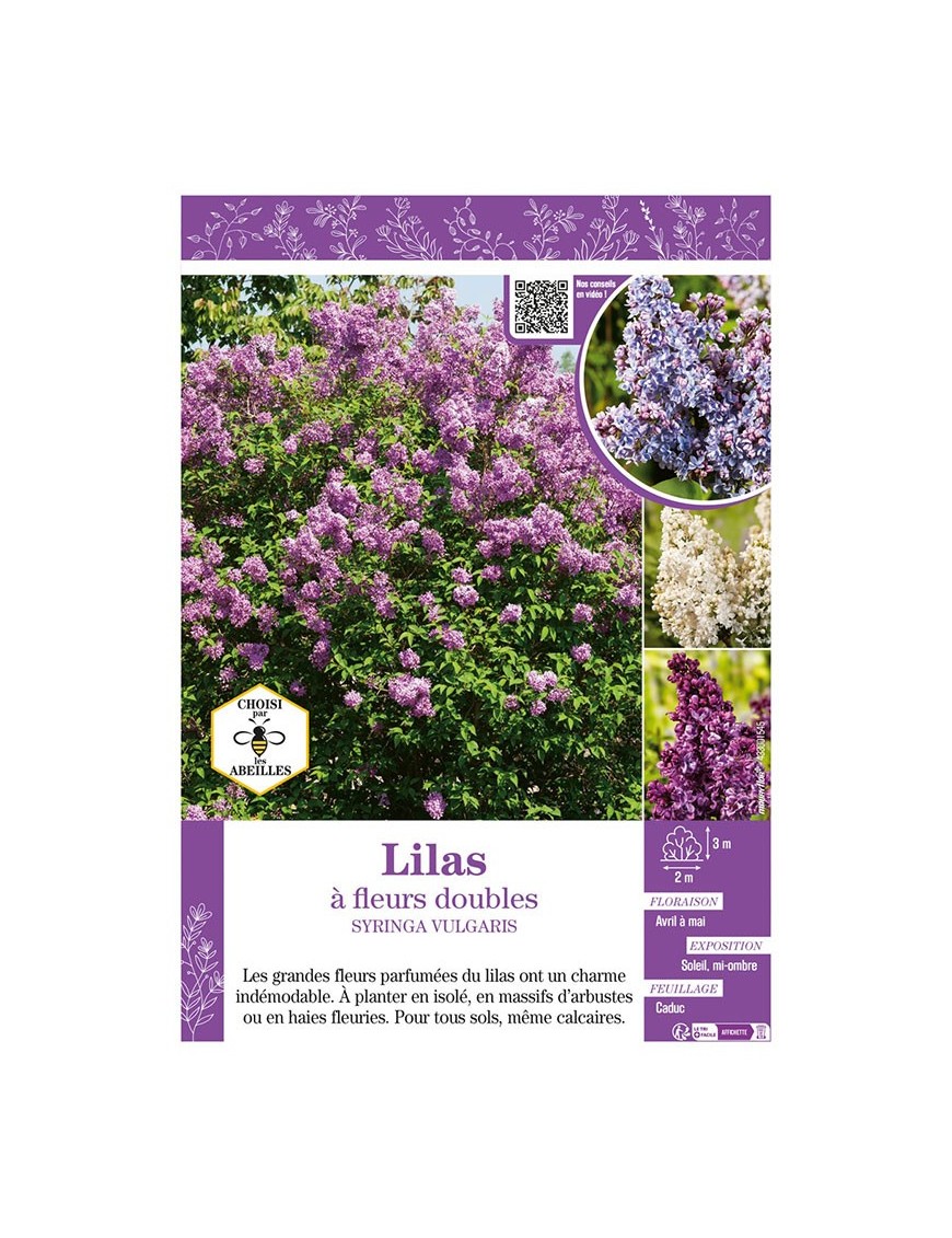 SYRINGA VULGARIS voir LILAS À FLEURS DOUBLES (varié)