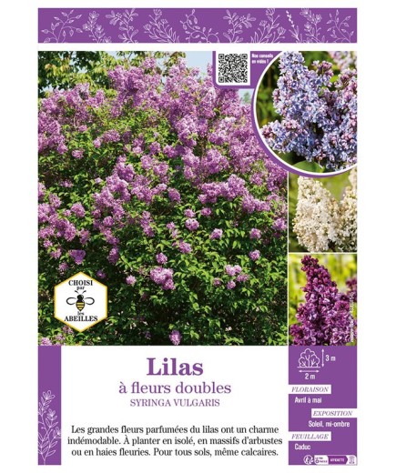 SYRINGA VULGARIS voir LILAS À FLEURS DOUBLES (varié)