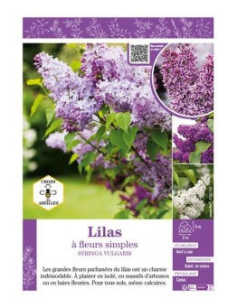 SYRINGA VULGARIS voir LILAS À FLEURS SIMPLES (varié)