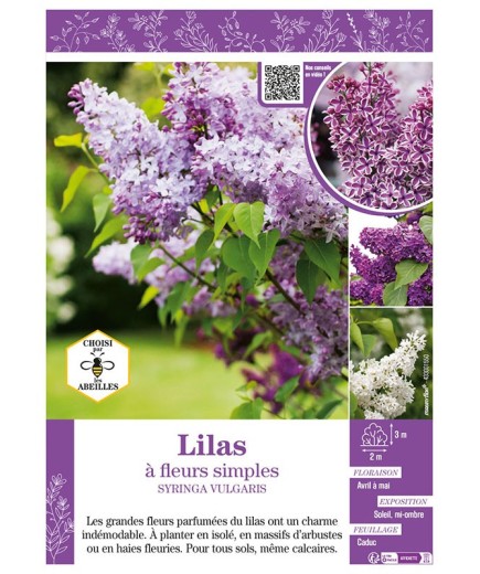 SYRINGA VULGARIS voir LILAS À FLEURS SIMPLES (varié)