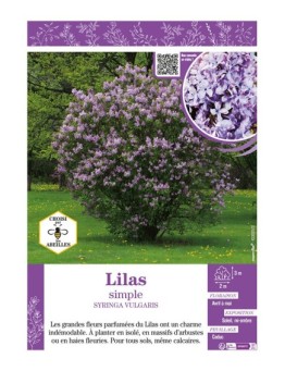 SYRINGA VULGARIS voir LILAS SIMPLE (bleu)