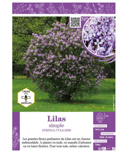 SYRINGA VULGARIS voir LILAS SIMPLE (bleu)