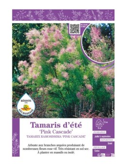 TAMARIX RAMOSISSIMA PINK CASCADE voir TAMARIS D'ÉTÉ