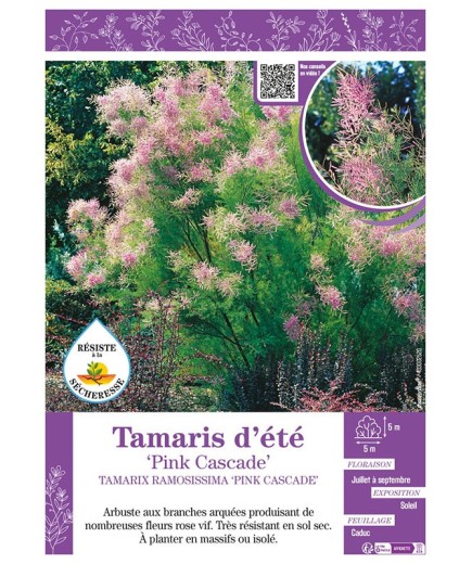 TAMARIX RAMOSISSIMA PINK CASCADE voir TAMARIS D'ÉTÉ