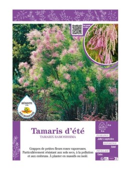 TAMARIX RAMOSISSIMA voir TAMARIS D'ÉTÉ
