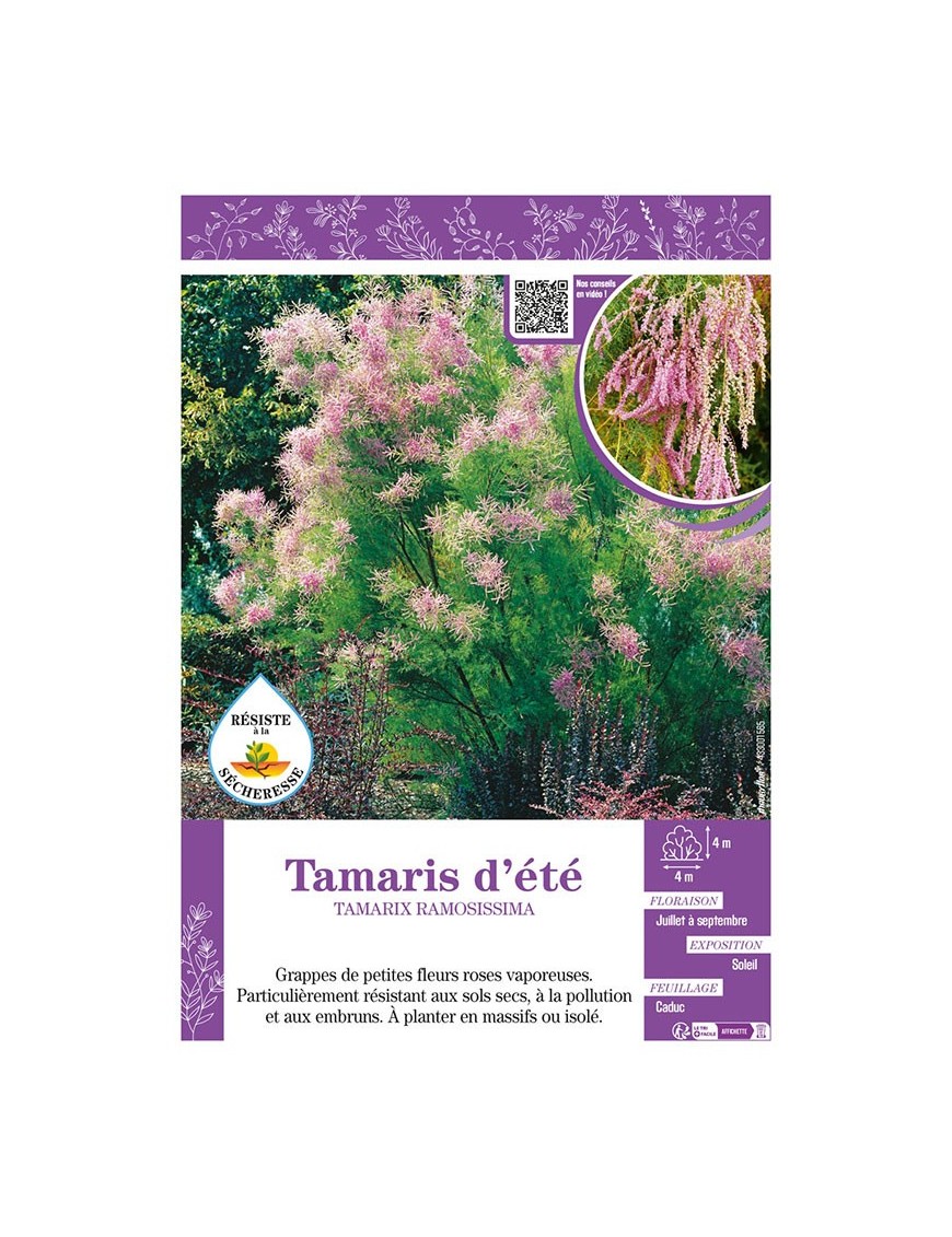 TAMARIX RAMOSISSIMA voir TAMARIS D'ÉTÉ