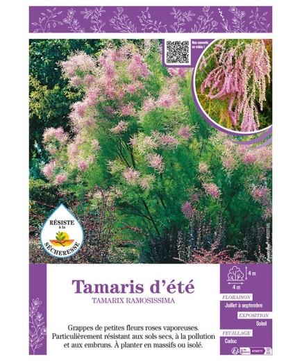TAMARIX RAMOSISSIMA voir TAMARIS D'ÉTÉ