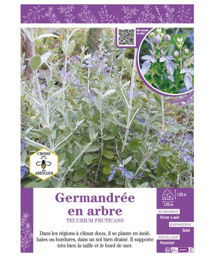 TEUCRIUM FRUTICANS voir GERMANDRÉE EN ARBRE