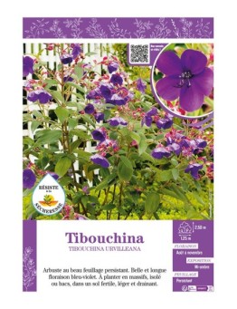 TIBOUCHINA URVILLEANA