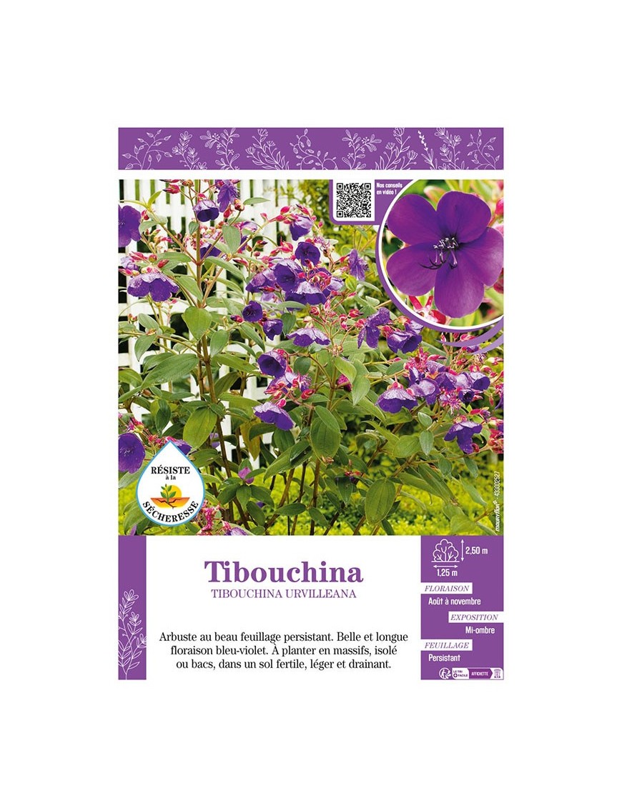TIBOUCHINA URVILLEANA