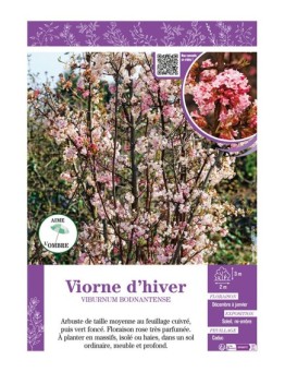 VIBURNUM BODNANTENSE voir VIORNE D'HIVER