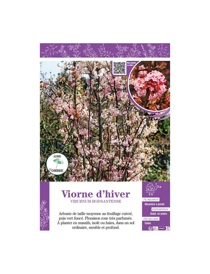 VIBURNUM BODNANTENSE voir VIORNE D'HIVER
