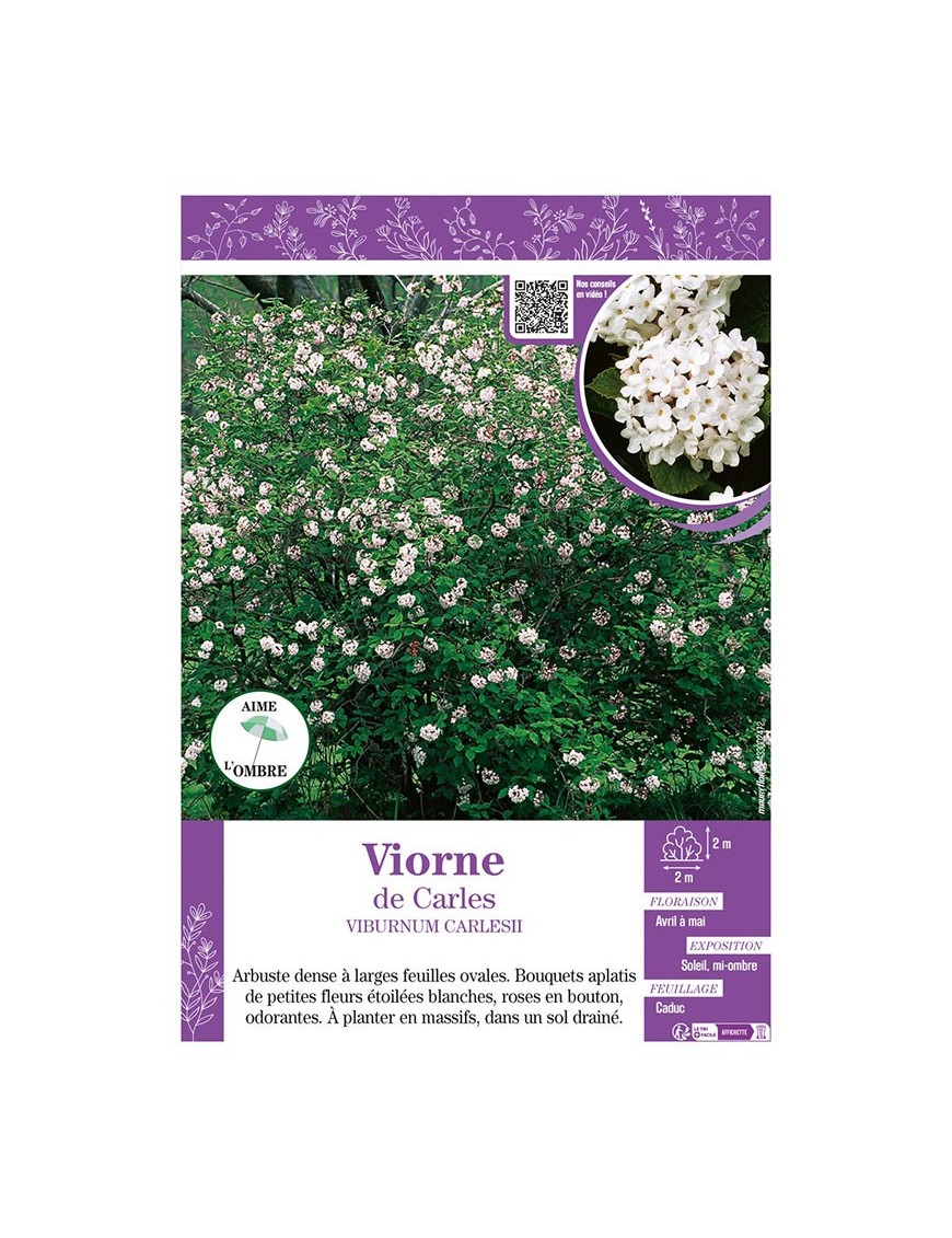 VIBURNUM CARLESII voir Viorne de Carles