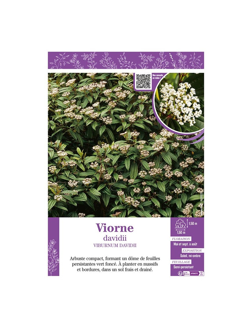 VIBURNUM DAVIDII voir VIORNE