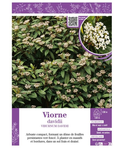 VIBURNUM DAVIDII voir VIORNE