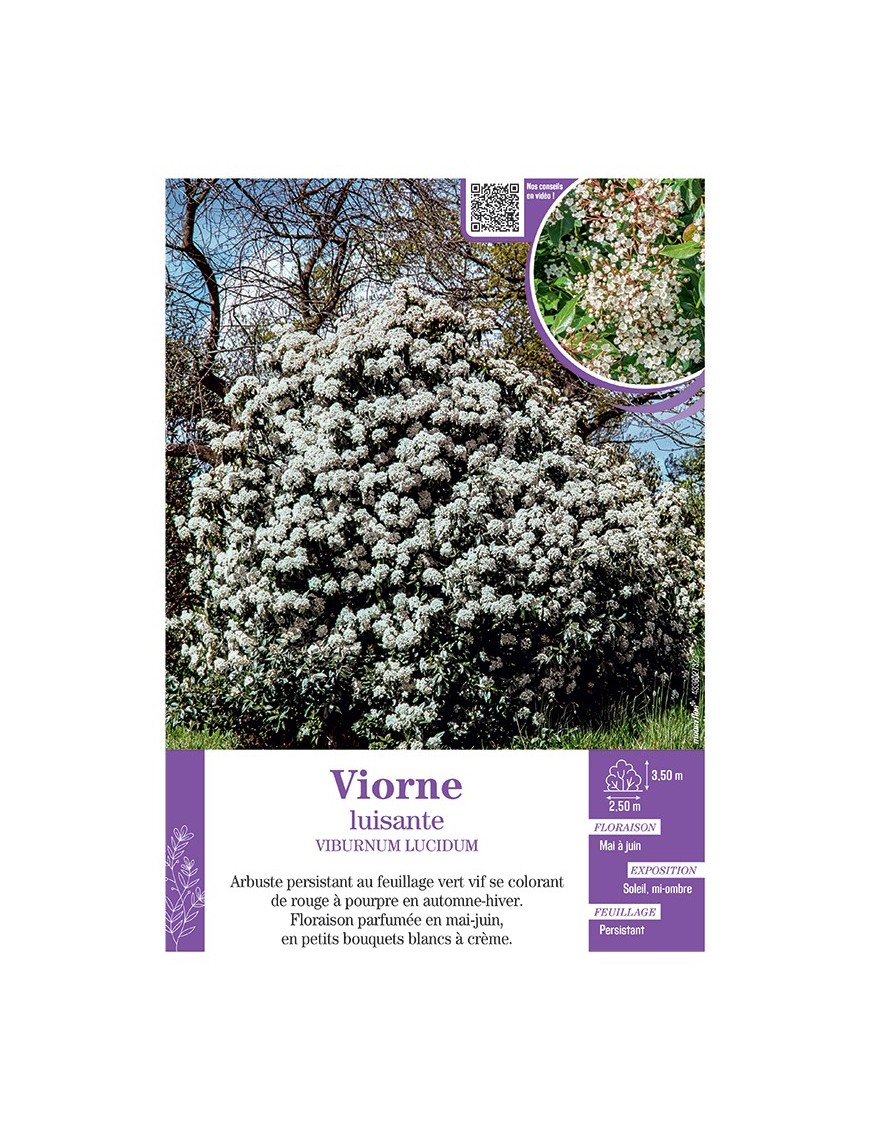 VIBURNUM LUCIDUM voir VIORNE LUISANTE
