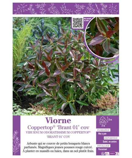 VIBURNUM ODORATISSIMUM voir Viorne Coppertop® ‘Brant 01’ cov
