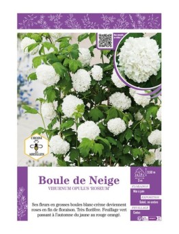 VIBURNUM OPULUS ROSEUM voir BOULE DE NEIGE