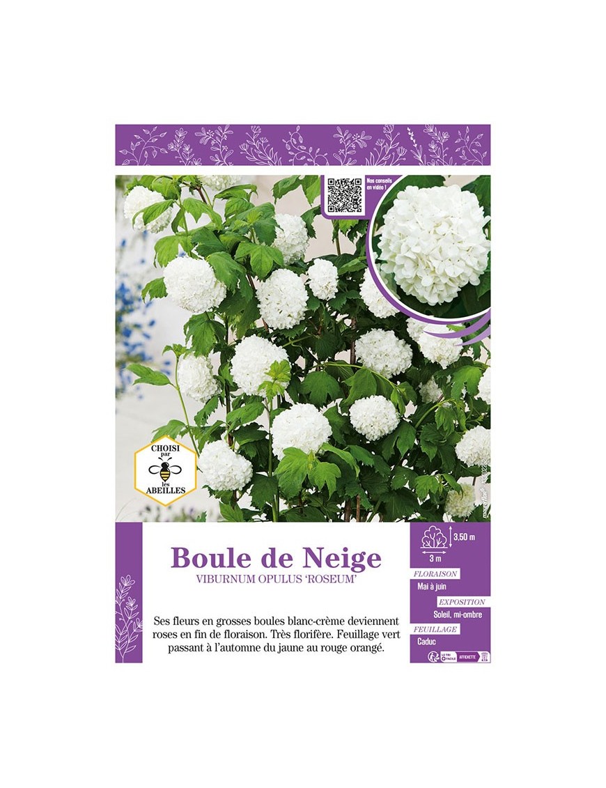 VIBURNUM OPULUS ROSEUM voir BOULE DE NEIGE