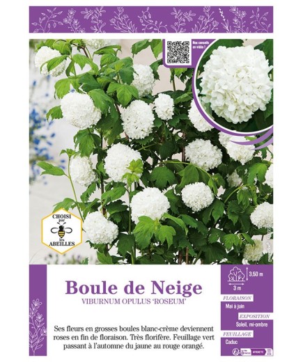 VIBURNUM OPULUS ROSEUM voir BOULE DE NEIGE