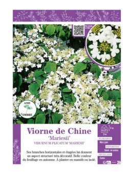 VIBURNUM PLICATUM MARIESII voir VIORNE DE CHINE