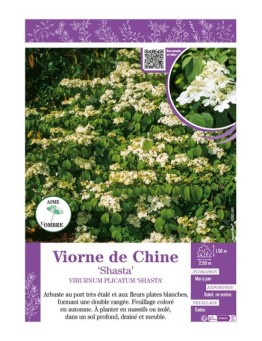 VIBURNUM PLICATUM SHASTA voir VIORNE DE CHINE