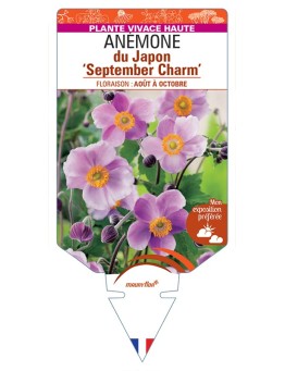 ANEMONE hupehensis September Charm voir Anémone du Japon