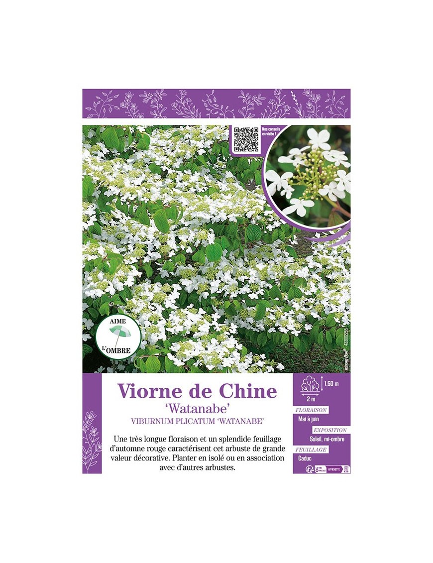 VIBURNUM PLICATUM WATANABE voir VIORNE DE CHINE