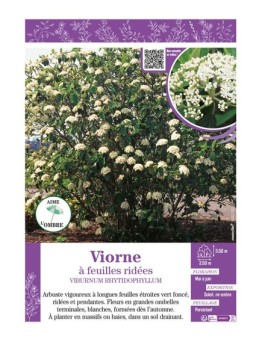 VIBURNUM RHYTIDOPHYLLUM voir VIORNE À FEUILLES RIDÉES