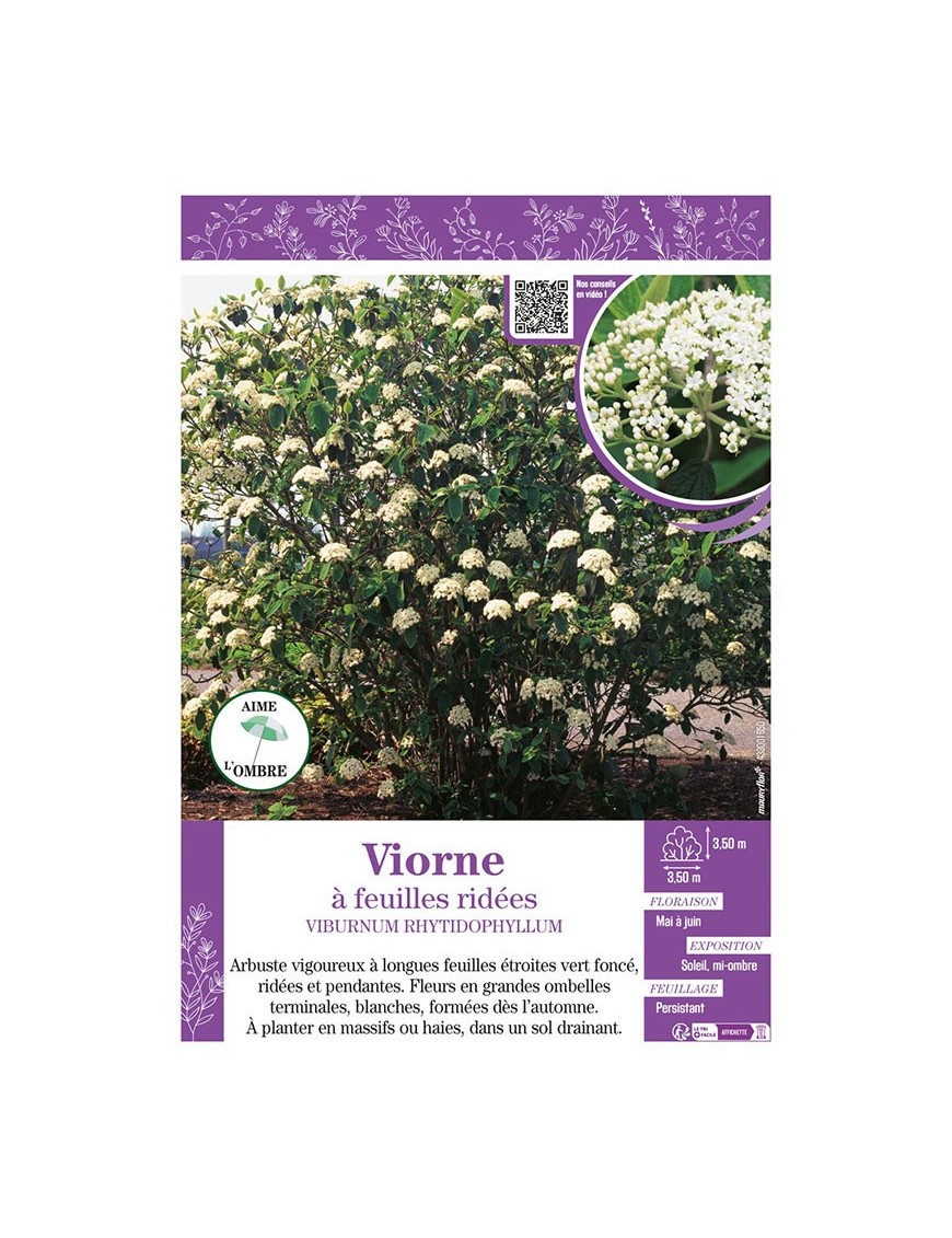 VIBURNUM RHYTIDOPHYLLUM voir VIORNE À FEUILLES RIDÉES