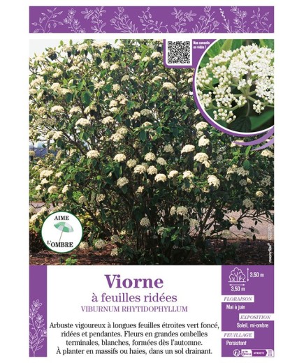 VIBURNUM RHYTIDOPHYLLUM voir VIORNE À FEUILLES RIDÉES