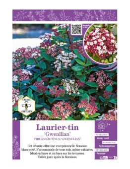 VIBURNUM TINUS GWENLLIAN voir LAURIER-TIN