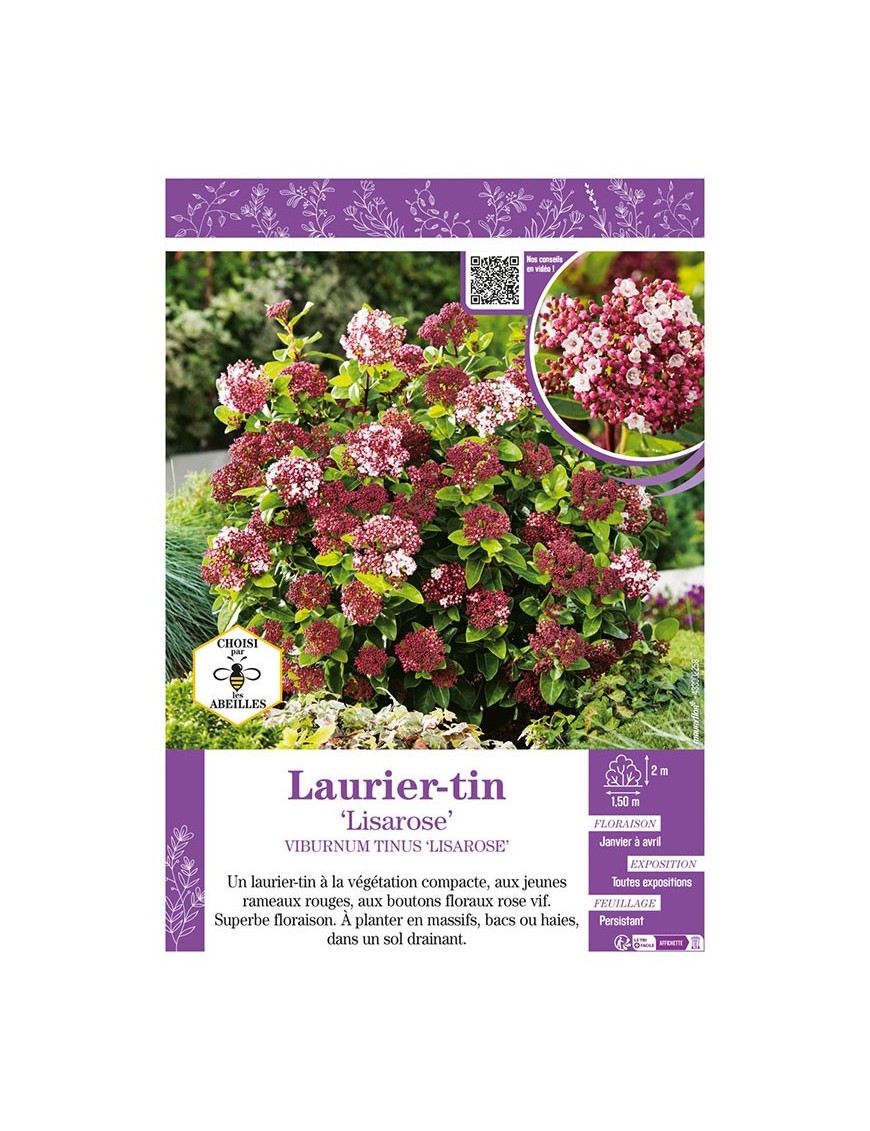 VIBURNUM TINUS LISAROSE voir LAURIER TIN