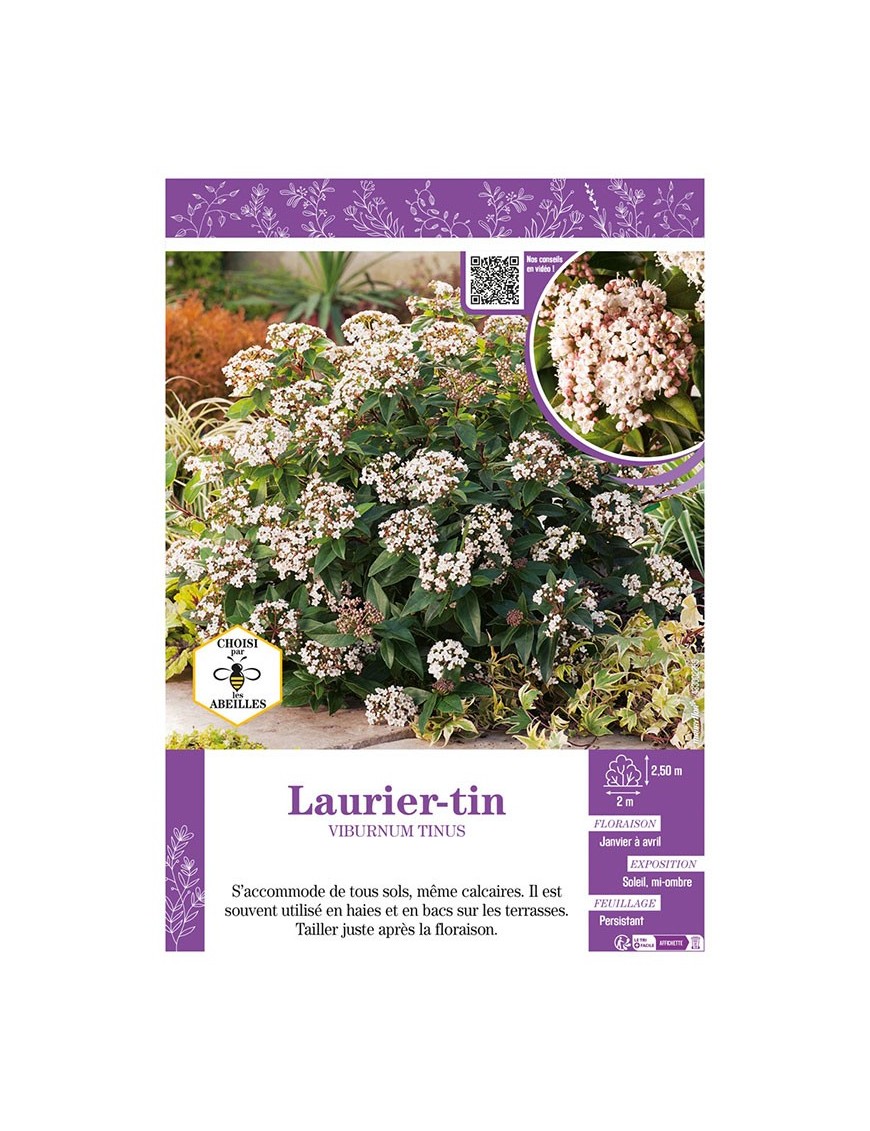 VIBURNUM TINUS voir LAURIER-TIN