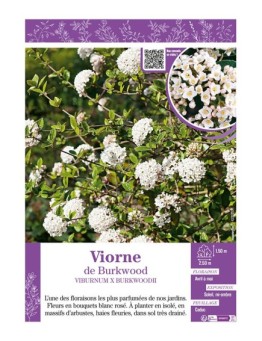 VIBURNUM X BURKWOODII voir Viorne de Burkwood