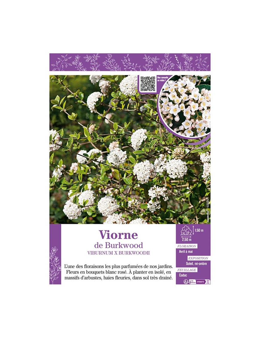 VIBURNUM X BURKWOODII voir Viorne de Burkwood