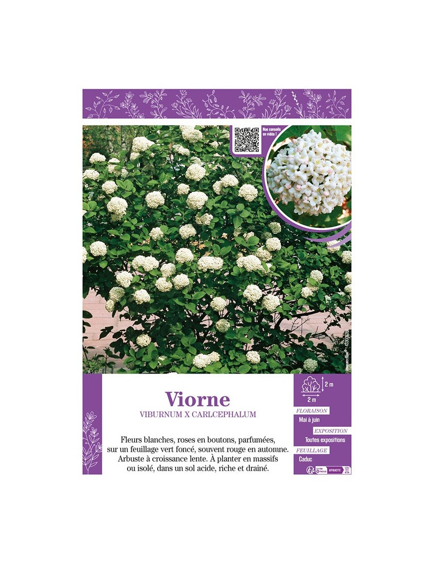 VIBURNUM X CARLCEPHALUM voir VIORNE