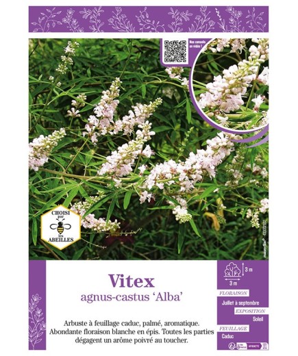 VITEX AGNUS-CASTUS ALBA (Gattilier)