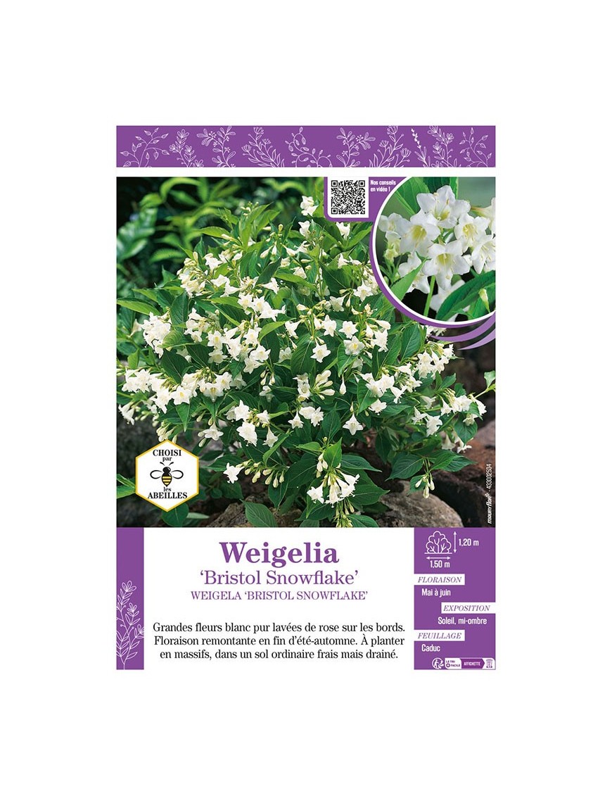 WEIGELIA BRISTOL SNOWFLAKE