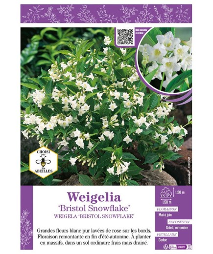 WEIGELIA BRISTOL SNOWFLAKE