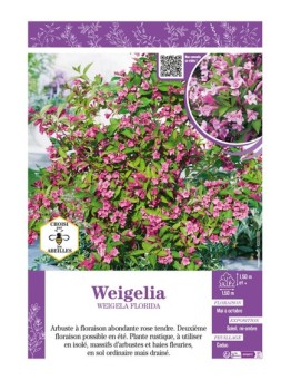 WEIGELIA FLORIDA (rose)